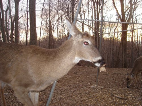 Deer with leaf on its nose