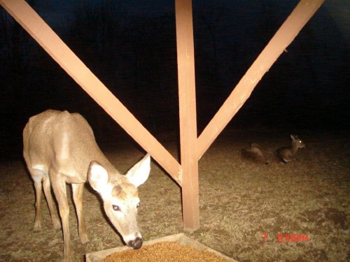 Sleeping Deer