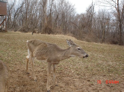 Deer with swollen mouth