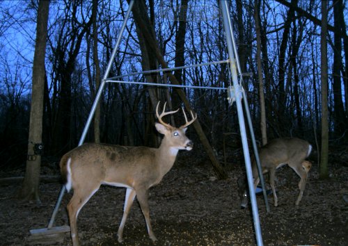 7 point whitetail buck