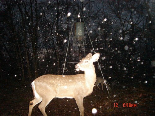 Whitetail buck in the rain