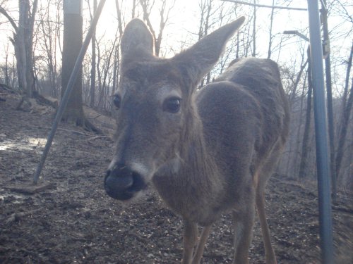 Close up deer