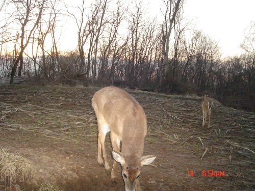 Mineral Lick Deer