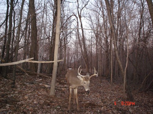 Seven point whitetail buck