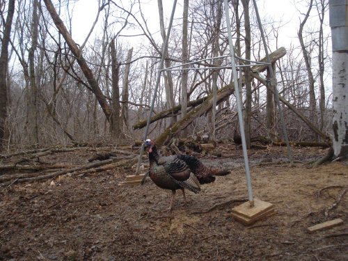 Turkey Gobbler