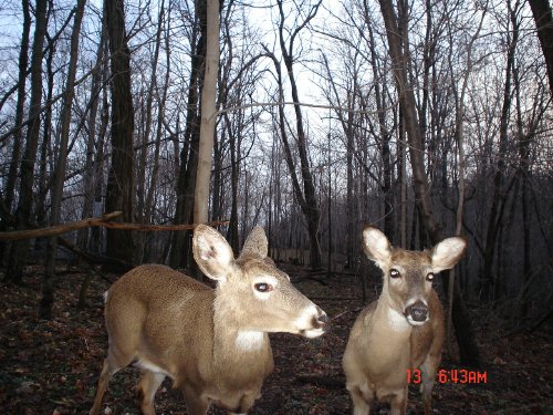 picture of two button bucks