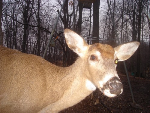 Buck with a bad eye