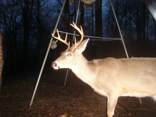 Eight point buck