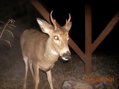 Four point buck