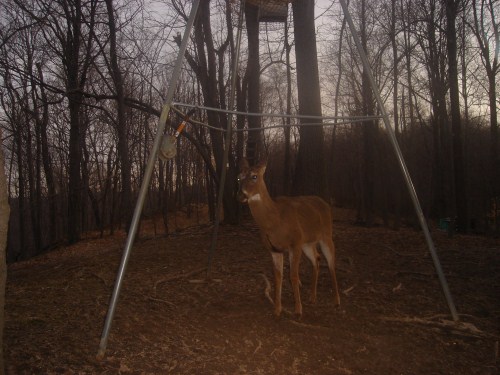 Buck with shed antlers