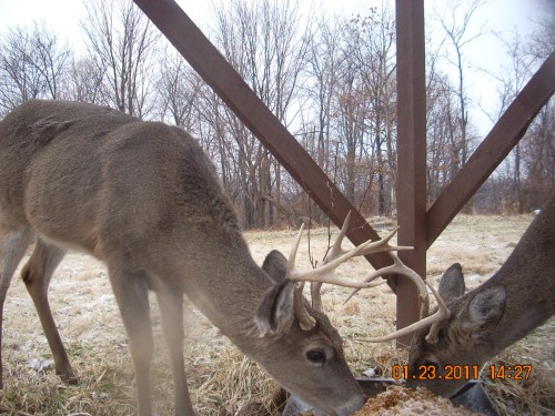 Two whitetail bucks