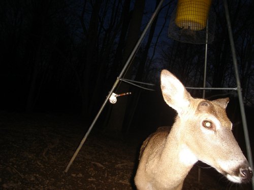 Close up buck picture