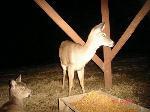 Feed Trough Deer