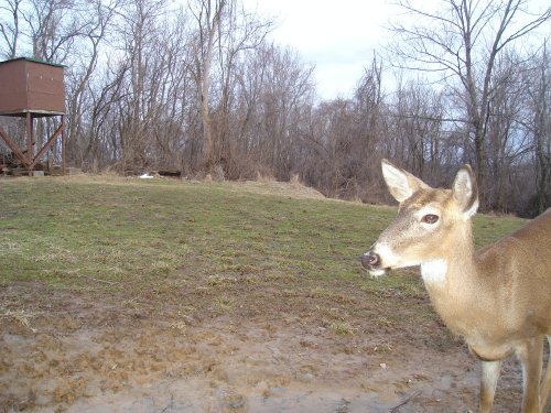 Mineral lick buck