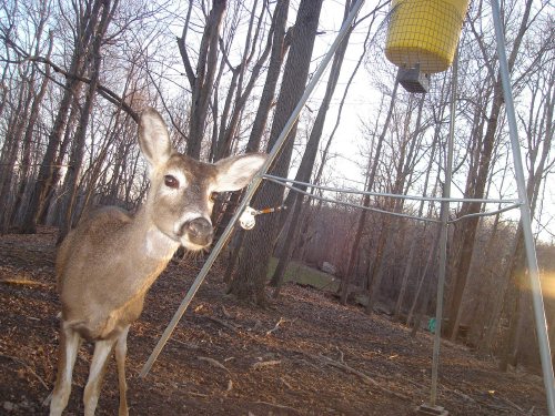 Sunrise buck picture