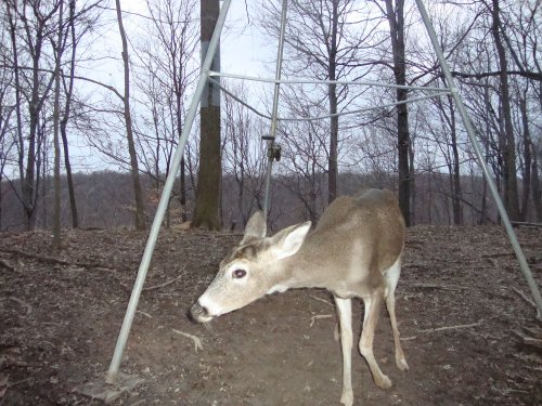 Young whitetail buck