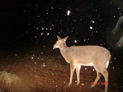 Whitetail deer catching snowflakes