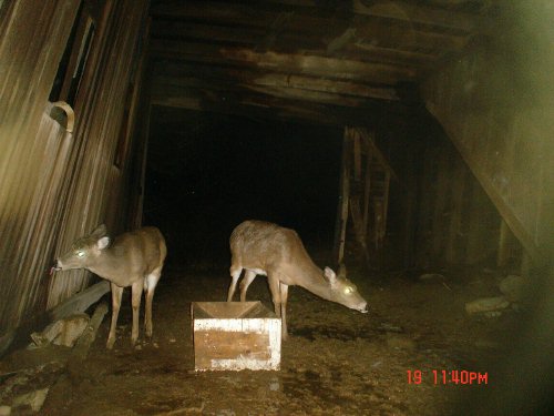 Deer licking water on wooden building