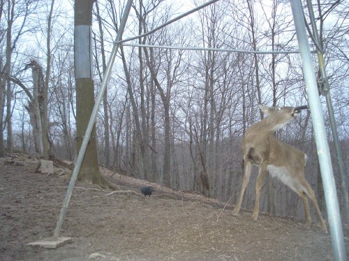 Deer sniffing winch handle