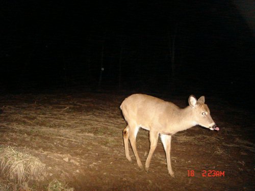 Deer sticking its tongue out