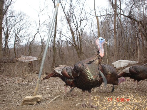 Turkey Gobbler