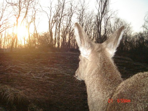 Whitetail deer watching the sunrise