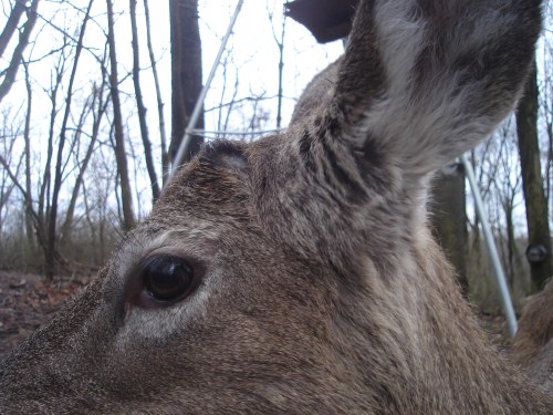 Young Buck Close Up