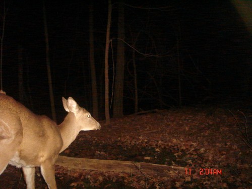 Overbite buck