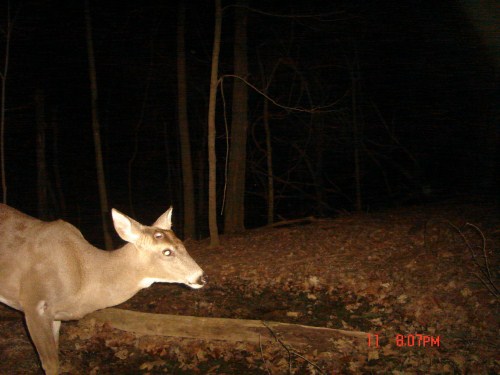 Shed antler buck