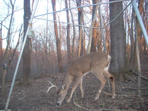 Shed seven point buck