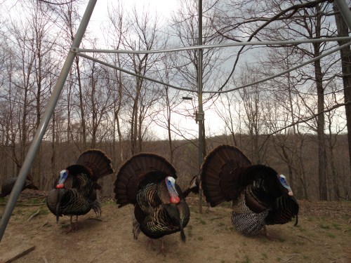 Turkey Gobblers