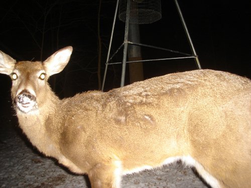 Close up whitetail doe