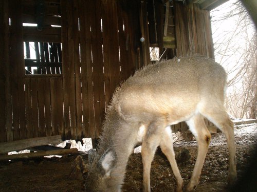 Frost on a whitetail deer