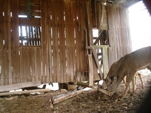 Three feeding whitetail deer