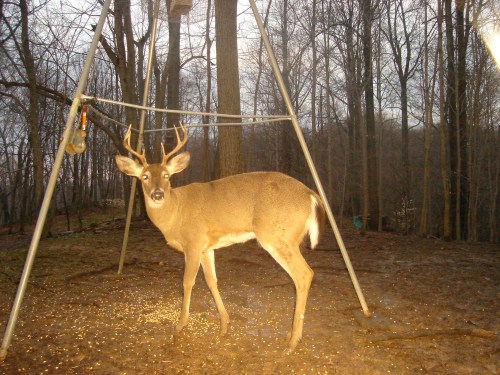 Eight point buck