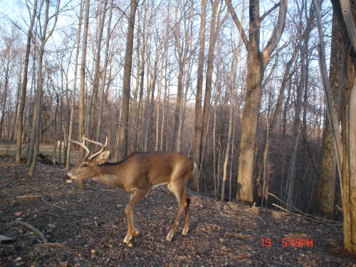 Five point buck