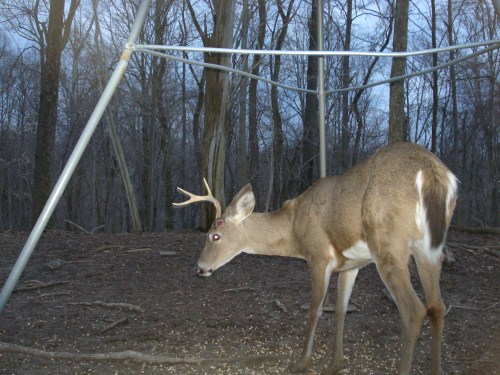 Buck with one antler