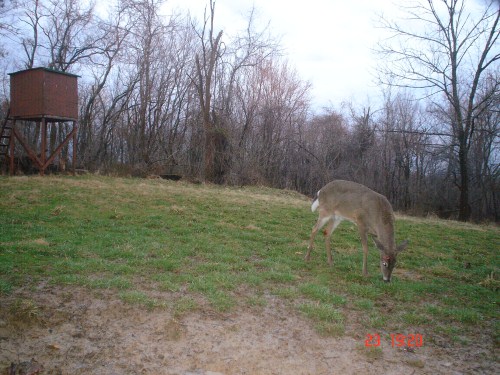 Shed antler buck