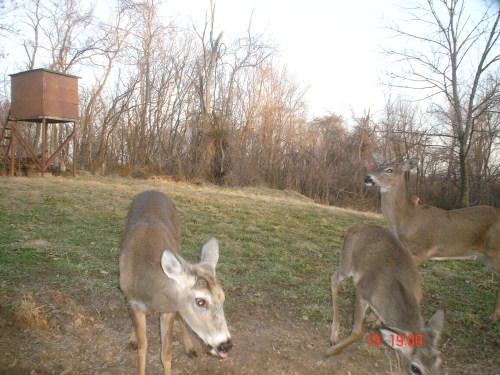 Three whitetail bucks