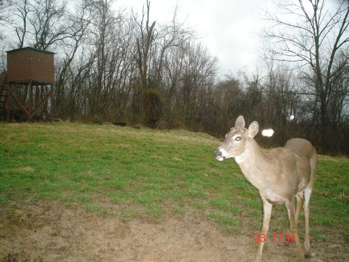 Whitetail buck