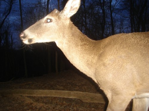 Close up buck picture