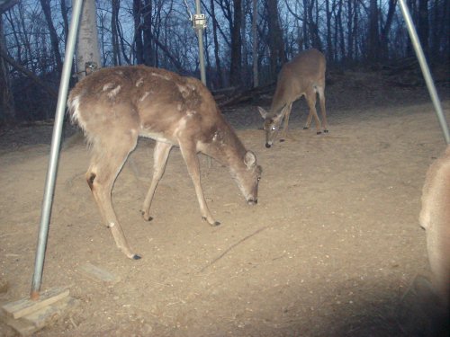 Rough looking deer