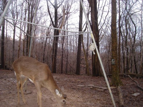 Whitetail Buck