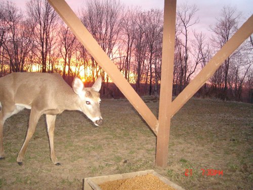 young whitetail buck