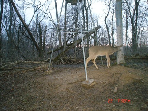 Camera sniffing deer