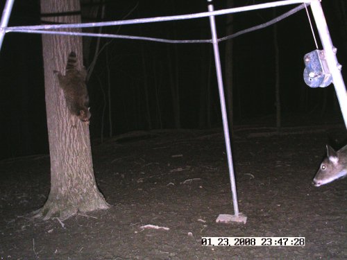 Treed raccoon