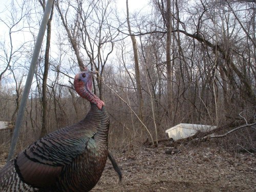 Turkey Gobbler