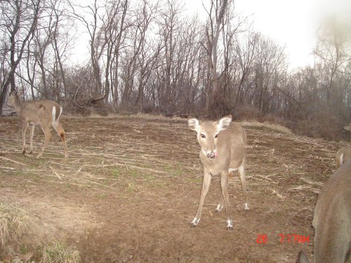 A deer with white feet