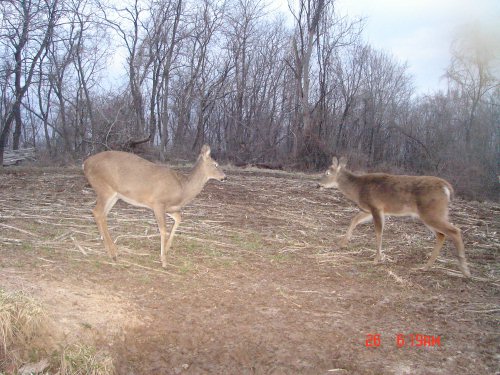 Whitetail Buck