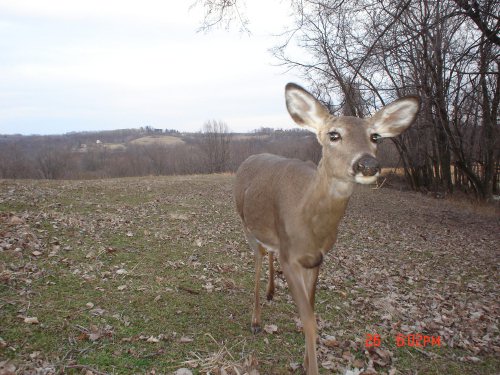 Whitetail Doe